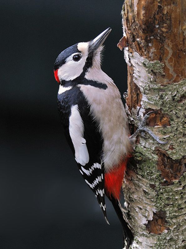 Syrian woodpecker 10 Best images about woodpecker on Pinterest Spotted woodpecker