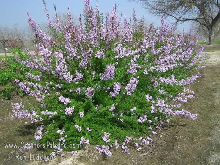 Syringa × laciniata Syringa x laciniata Persian Laceleaf Lilac CreatorsPalette