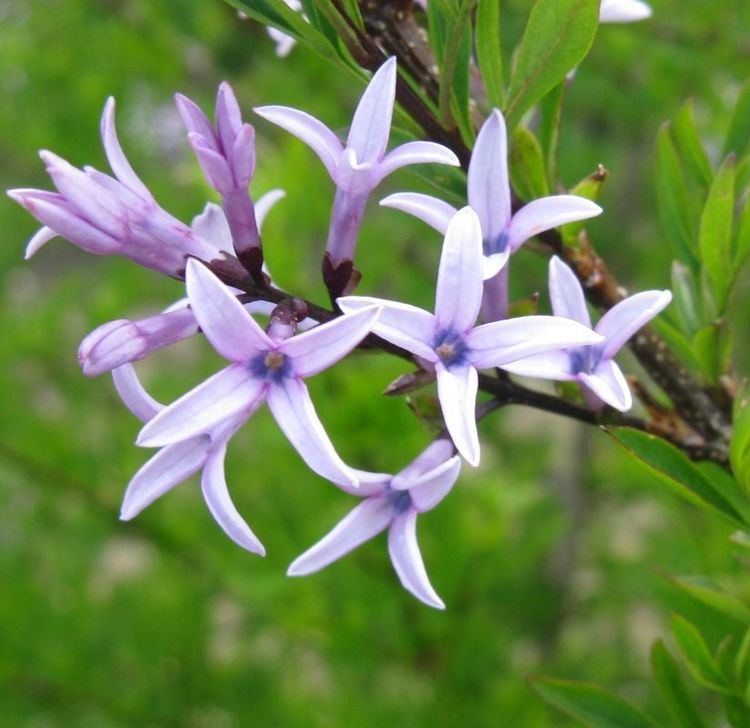 Syringa × laciniata Syringa laciniata botanicaplantnurserycouk