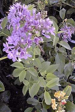 Syringa × persica Persian Lilac Syringa persica