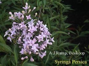 Syringa × persica Picture and description of Syringa persica