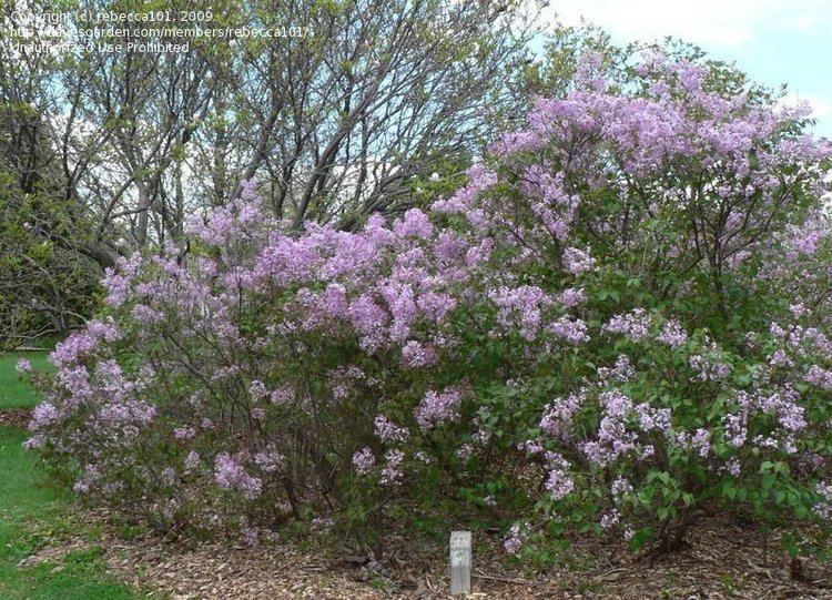Syringa oblata PlantFiles Pictures Early Lilac Syringa oblata by rebecca101