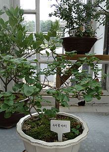 Syringa oblata subsp. dilatata httpsuploadwikimediaorgwikipediacommonsthu