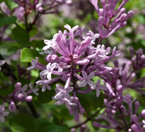 Syringa pubescens Syringa pubescens Subsp patula 39Miss Kim39 Lilac