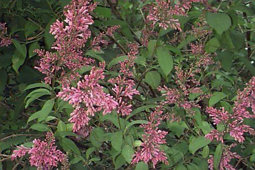 Syringa villosa Syringa villosa Late Lilac Plant Database University of Connecticut