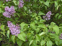 Syringa vulgaris httpsuploadwikimediaorgwikipediacommonsthu