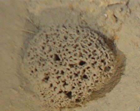 Syringammina fragilissima Xenophyophores are the largest singlecelled organism on Earth