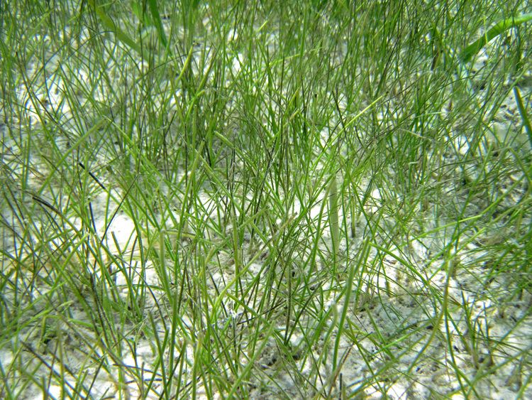 Syringodium filiforme FileSyringodium filiforme manatee grass southeastern Graham39s