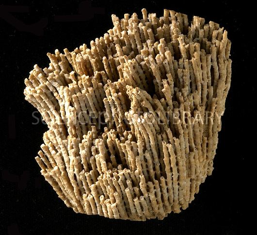 Syringopora Syringopora fossil coral Stock Image C0217529 Science Photo Library