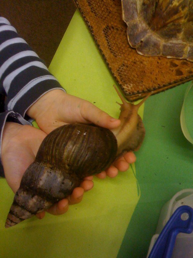 Syrinx aruanus The Largest Snail In The World