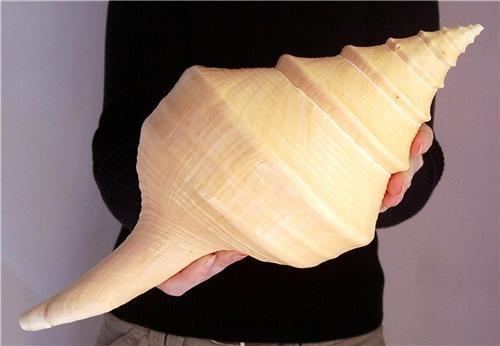 Syrinx aruanus HUGE Syrinx Aruanus Trumpet Seashell GIANT Sea Shell An Island Girl