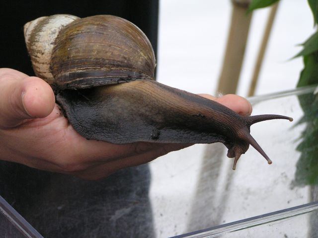 Syrinx aruanus The Largest Snail In The World