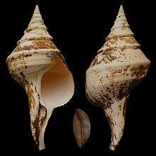 Syrinx (gastropod) httpsuploadwikimediaorgwikipediacommonsthu