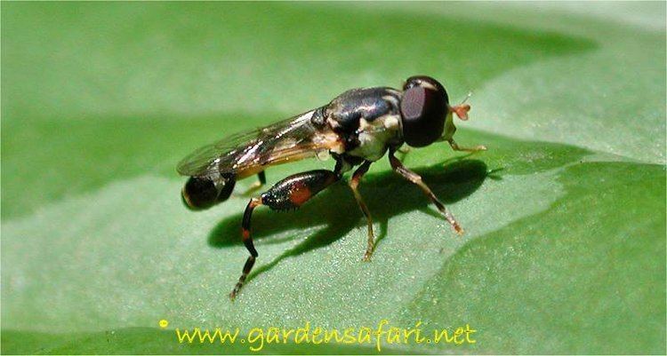 Syritta Gardensafari Picture Page about the hoverfly Syritta pipiens
