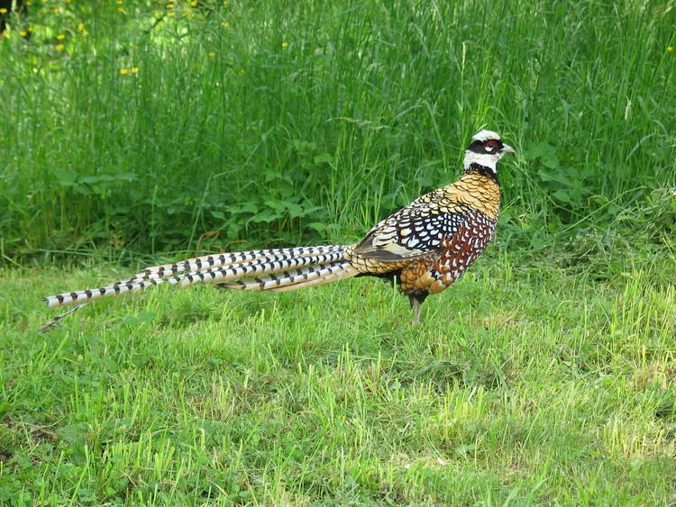 Syrmaticus Reeves39s Pheasant Syrmaticus reevesii Hotspot Birding