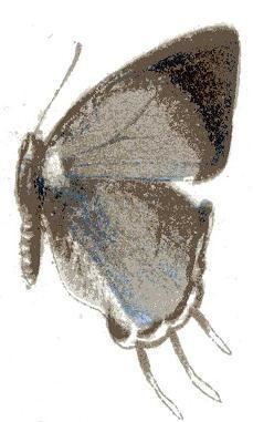 Syrmoptera homeyerii