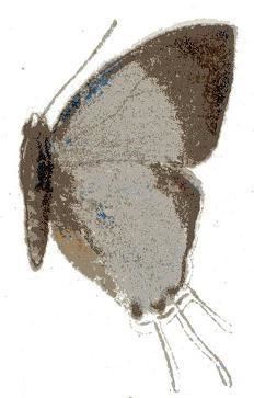 Syrmoptera melanomitra