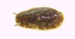Systellommatophora httpsuploadwikimediaorgwikipediacommonsthu