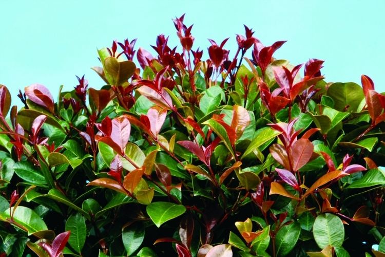 Syzygium Syzygium 39Big Red39 Lilly Pilly Gardening With Angus