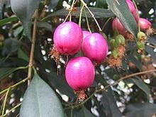 Syzygium httpsuploadwikimediaorgwikipediacommonsthu