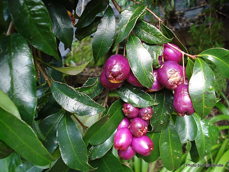 Syzygium TERRAIN Taranaki Educational Resource Research Analysis