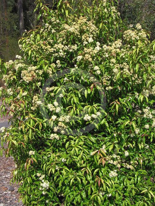 Syzygium anisatum Syzygium anisatum Aniseed Myrtle Ring Wood information amp photos