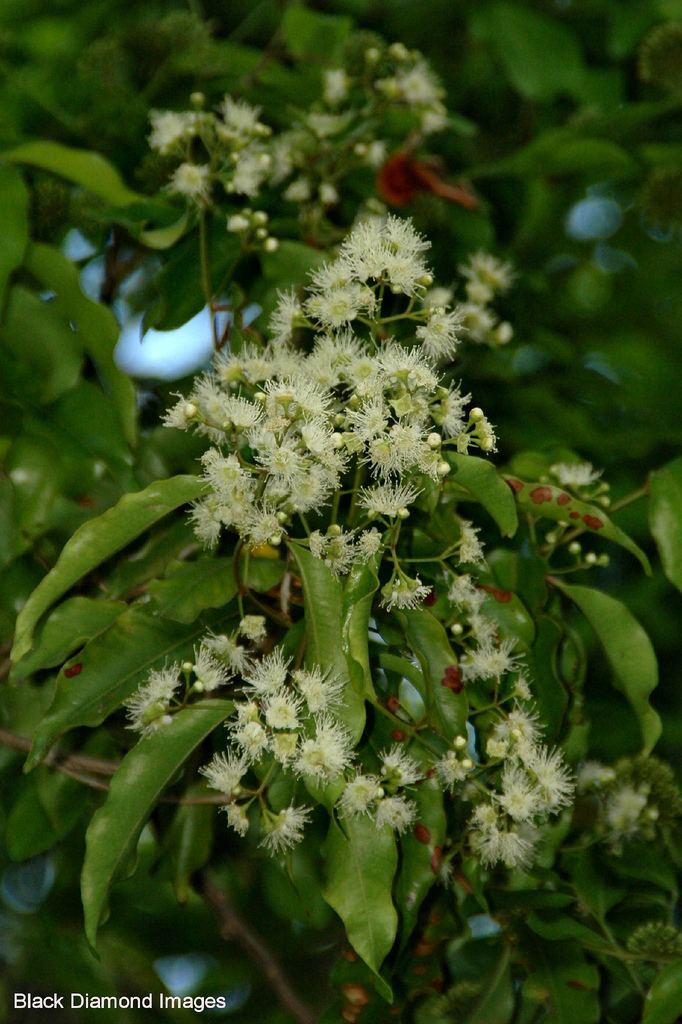 Syzygium anisatum Syzygium anisatum Anetholea anisata Aniseed Myrtle Flickr