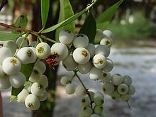 Syzygium antisepticum httpsuploadwikimediaorgwikipediacommonsthu