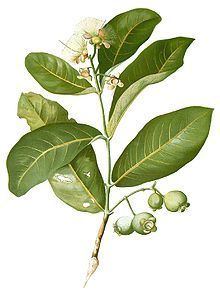 Syzygium aqueum httpsuploadwikimediaorgwikipediacommonsthu
