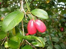 Syzygium australe httpsuploadwikimediaorgwikipediacommonsthu