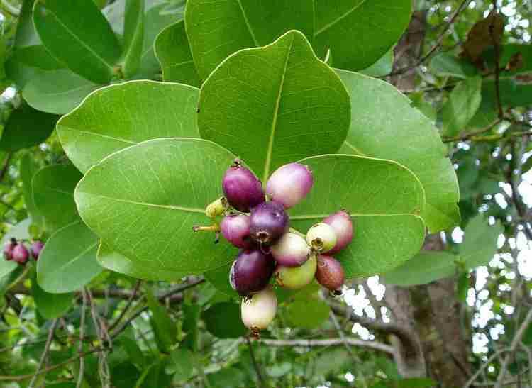 Syzygium cordatum Flora of Zimbabwe Cultivated species information individual