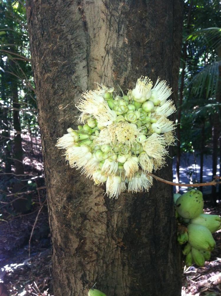 Syzygium cormiflorum BUMPY SATINASH Go Green Rainforest Nursery