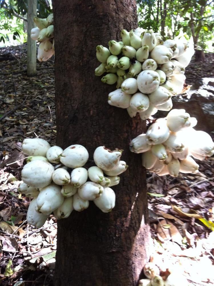 Syzygium cormiflorum BUMPY SATINASH Go Green Rainforest Nursery