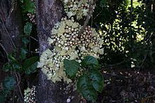 Syzygium cormiflorum httpsuploadwikimediaorgwikipediacommonsthu
