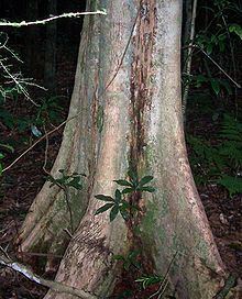 Syzygium corynanthum httpsuploadwikimediaorgwikipediacommonsthu