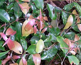 Syzygium crebrinerve httpsuploadwikimediaorgwikipediacommonsthu
