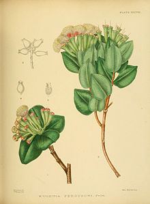 Syzygium fergusoni httpsuploadwikimediaorgwikipediacommonsthu