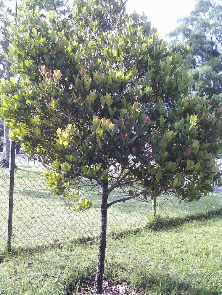 Syzygium glaucum Syzygium glaucum TechieOldFox