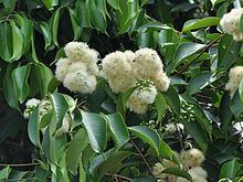 Syzygium grande httpsuploadwikimediaorgwikipediacommonsthu
