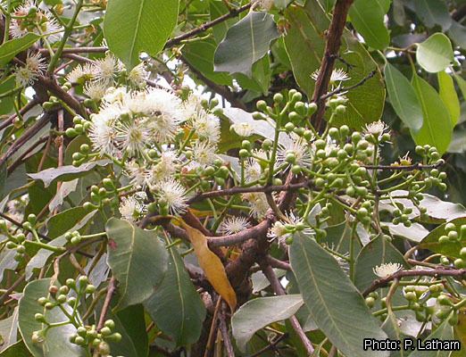 Syzygium guineense Protabase Record