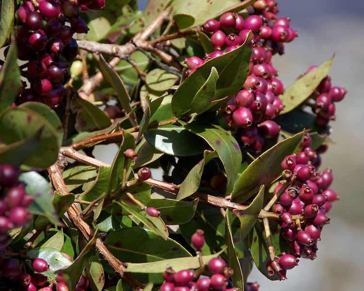 Syzygium guineense Flora of Zimbabwe Species information individual images Syzygium