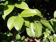 Syzygium hodgkinsoniae httpsuploadwikimediaorgwikipediacommonsthu