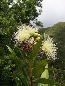 Syzygium jambos httpsuploadwikimediaorgwikipediacommonsthu