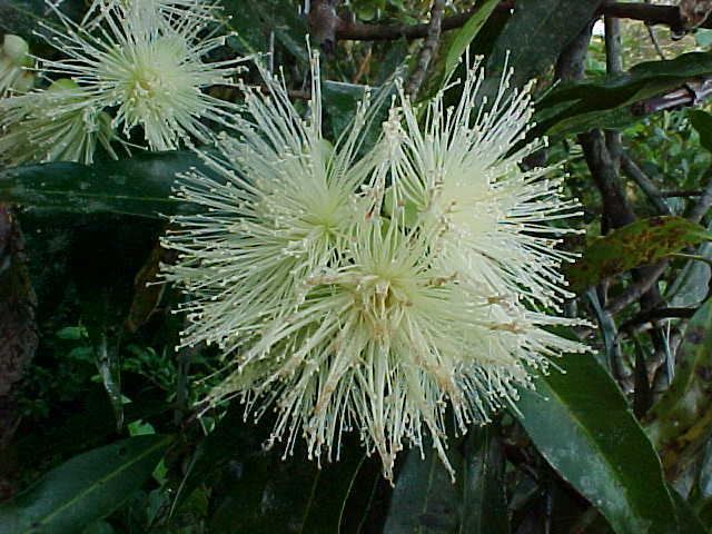 Syzygium jambos Plants of Viales a pictorial guide Syzygium jambos