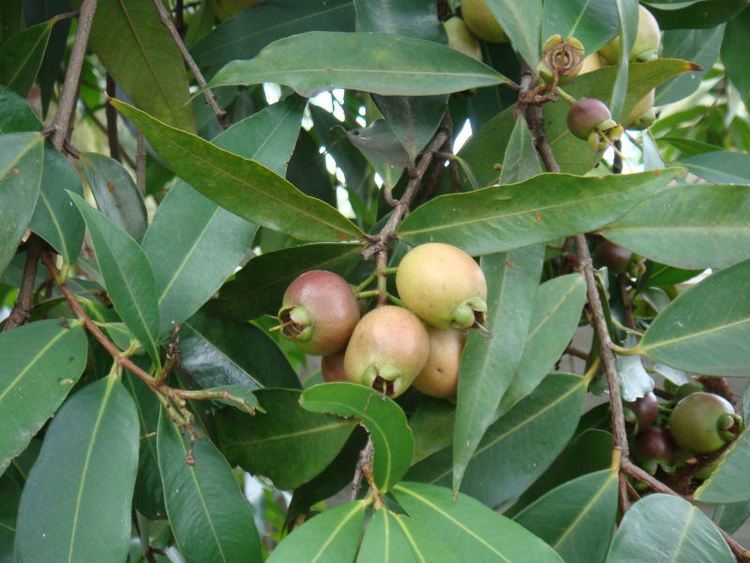 Syzygium jambos Flora of Zimbabwe Cultivated species information individual
