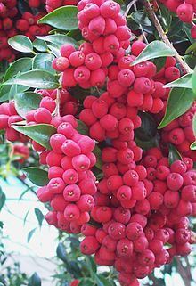 Syzygium luehmannii httpsuploadwikimediaorgwikipediacommonsthu