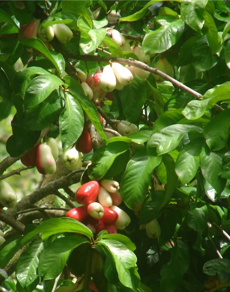 Syzygium malaccense RED Mountain Apple Fruit Tree Syzygium malaccense Ohi039a Ai