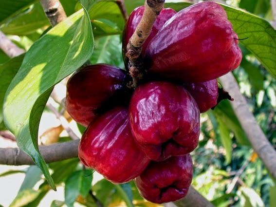 Syzygium malaccense Health Benefits of Malay Rose Apple Jambu Bol Syzygium malaccense