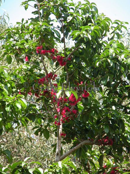 Syzygium malaccense craigelevitch Photo Keywords Syzygium malaccense Malay apple
