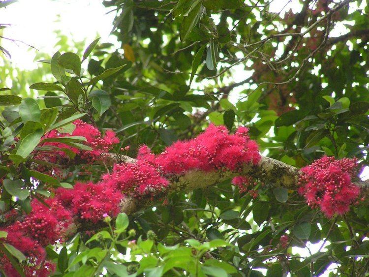 Syzygium moorei Panoramio Photo of Syzygium moorei